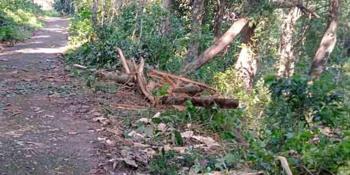 കൊച്ചുകുളത്തും കുടമുരുട്ടിയിലും ഭീതി വിതച്ച് കാട്ടാന കൊച്ചുകുളത്തും കുടമുരുട്ടിയിലും ഭീതി വിതച്ച് കാട്ടാന