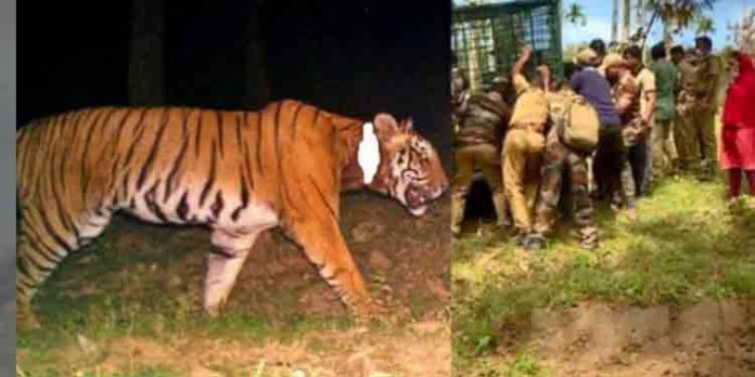 ഉദ്യോഗസ്ഥരെയും നാട്ടുകാരെയും വട്ടം കറക്കി കടുവ ; കെണിയിലാക്കാന് പ്രത്യേക ട്രാക്കിങ് ടീം ഉദ്യോഗസ്ഥരെയും നാട്ടുകാരെയും വട്ടം കറക്കി കടുവ ; കെണിയിലാക്കാന് പ്രത്യേക ട്രാക്കിങ് ടീം