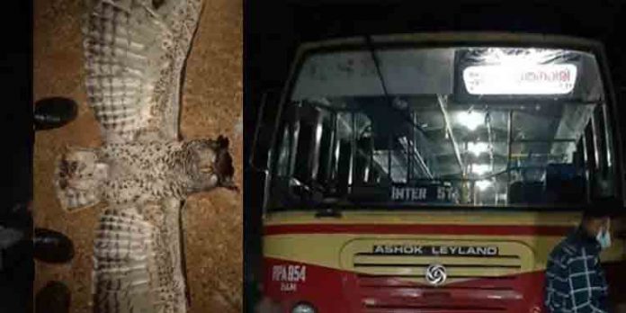 കെഎസ്ആര്ടിസി ബസില് വെള്ളിമൂങ്ങ ഇടിച്ചു കയറി ; മുന്വശത്തെ ചില്ല് തകര്ന്നു കെഎസ്ആര്ടിസി ബസില് വെള്ളിമൂങ്ങ ഇടിച്ചു കയറി ; മുന്വശത്തെ ചില്ല് തകര്ന്നു