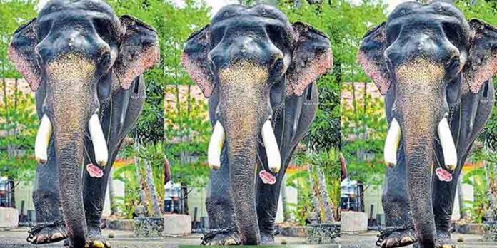 ഗജവീരന്മാരിലെ ശാന്തനായിരുന്ന ചിറയ്ക്കാട്ട് ആദിശങ്കരന് ചെരിഞ്ഞു ഗജവീരന്മാരിലെ ശാന്തനായിരുന്ന ചിറയ്ക്കാട്ട് ആദിശങ്കരന് ചെരിഞ്ഞു