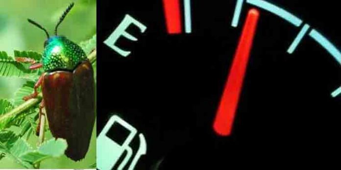മലയോരമേഖലകളിലെ വാഹനങ്ങളുടെ പൊട്രോള് പൈപ്പുകള് ചെറുവണ്ടുകള് തുരന്ന് ദ്വാരമുണ്ടാക്കുന്നതായി കണ്ടെത്തി മലയോരമേഖലകളിലെ വാഹനങ്ങളുടെ പൊട്രോള് പൈപ്പുകള് ചെറുവണ്ടുകള് തുരന്ന് ദ്വാരമുണ്ടാക്കുന്നതായി കണ്ടെത്തി