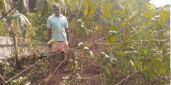 കാട്ടുപന്നികള് കൃഷി നശിപ്പിച്ചു കാട്ടുപന്നികള് കൃഷി നശിപ്പിച്ചു