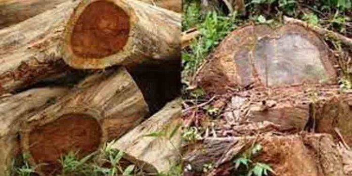 മരം മുറി വിവാദം ; ഉദ്യോഗസ്ഥരുടെ പങ്ക് – കൂടുതല് തെളിവുകള് പുറത്ത് മരം മുറി വിവാദം ; ഉദ്യോഗസ്ഥരുടെ പങ്ക് – കൂടുതല് തെളിവുകള് പുറത്ത്