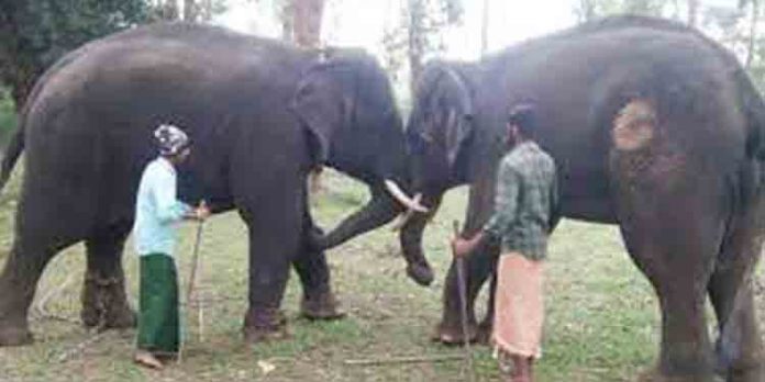 ആനകള്ക്ക് കുങ്കിയാനയാകാനുള്ള പരിശീലനം തുടങ്ങി ആനകള്ക്ക് കുങ്കിയാനയാകാനുള്ള പരിശീലനം തുടങ്ങി