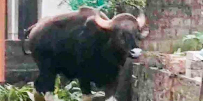 പുലിയ്ക്കും കടുവയ്ക്കും കാട്ടുപന്നിക്കും പിന്നാലെ കാട്ടുപോത്തും നാട്ടിലിറങ്ങി മനുഷ്യരെ വിരട്ടുന്നു പുലിയ്ക്കും കടുവയ്ക്കും കാട്ടുപന്നിക്കും പിന്നാലെ കാട്ടുപോത്തും നാട്ടിലിറങ്ങി മനുഷ്യരെ വിരട്ടുന്നു