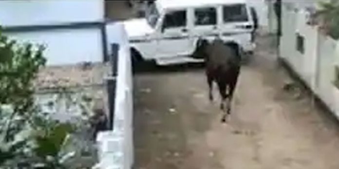 കൊരട്ടിയിൽ ഭീതി പരത്തിയ കാട്ടുപോത്തിനെ പിടികൂടാനായില്ല കൊരട്ടിയിൽ ഭീതി പരത്തിയ കാട്ടുപോത്തിനെ പിടികൂടാനായില്ല