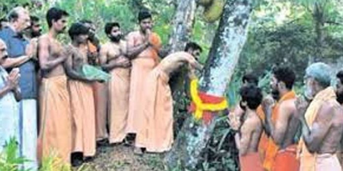 വിലങ്ങറ അഗ്നിക്കാവടിക്കുള്ള പ്ലാവിന്വിറക് സമാഹരണം തുടങ്ങി വിലങ്ങറ അഗ്നിക്കാവടിക്കുള്ള പ്ലാവിന്വിറക് സമാഹരണം തുടങ്ങി
