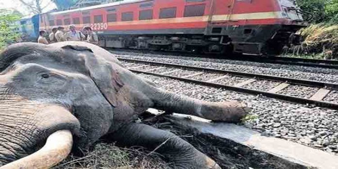 പാളങ്ങളില് കാട്ടാനകള് അപകടത്തില്പ്പെടുന്നത് തടയാന് നടപടി ; ഹാങ്ങിങ് ഫെന്സിങ് ഉള്പ്പെടെ സ്ഥാപിക്കും പാളങ്ങളില് കാട്ടാനകള് അപകടത്തില്പ്പെടുന്നത് തടയാന് നടപടി ; ഹാങ്ങിങ് ഫെന്സിങ് ഉള്പ്പെടെ സ്ഥാപിക്കും