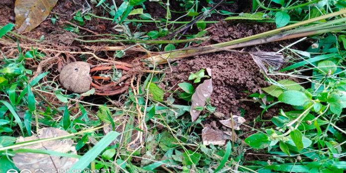 പന്നി ശല്യം രൂക്ഷം ; ആയുധങ്ങൾ ഉപേക്ഷിക്കുവാൻ ഒരുങ്ങി കർഷകർ പന്നി ശല്യം രൂക്ഷം ; ആയുധങ്ങൾ ഉപേക്ഷിക്കുവാൻ ഒരുങ്ങി കർഷകർ
