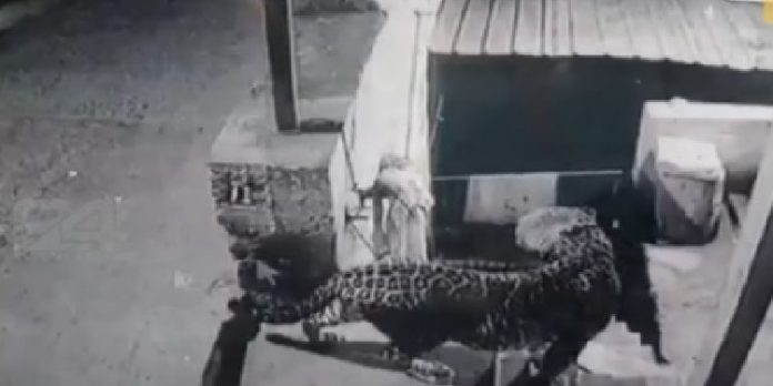 പാലക്കാട്-കോയമ്പത്തൂര് ദേശീയ പാതയില് സ്വകാര്യ കോളേജ് വളപ്പില് പുള്ളിപ്പുലിയിറങ്ങി പാലക്കാട്-കോയമ്പത്തൂര് ദേശീയ പാതയില് സ്വകാര്യ കോളേജ് വളപ്പില് പുള്ളിപ്പുലിയിറങ്ങി