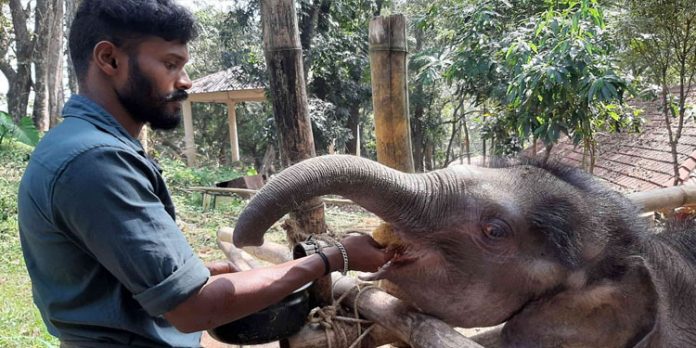 കോന്നിയിലെ കുട്ടി കുറുമ്പൻ ചോറുണ്ടുതുടങ്ങി കോന്നിയിലെ കുട്ടി കുറുമ്പൻ ചോറുണ്ടുതുടങ്ങി
