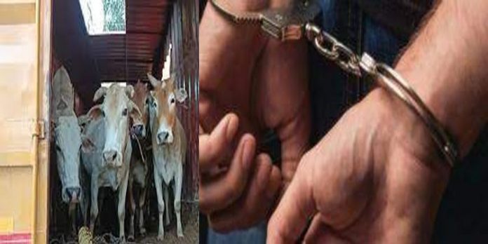 59 പശു തല ; രണ്ട് കണ്ടെയ്നർ നിറയെ കന്നുകാലികൾ – രണ്ട് പേർ അറസ്റ്റിൽ 59 പശു തല ; രണ്ട് കണ്ടെയ്നർ നിറയെ കന്നുകാലികൾ – രണ്ട് പേർ അറസ്റ്റിൽ