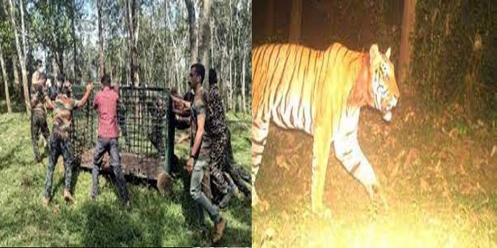 വലവിരിച്ച് കാത്തിരിപ്പ് : കടുവ ബേഗൂർ വനമേഖലയിൽ – പിടികൂടാൻ ഊർജിത ശ്രമം വലവിരിച്ച് കാത്തിരിപ്പ് : കടുവ ബേഗൂർ വനമേഖലയിൽ – പിടികൂടാൻ ഊർജിത ശ്രമം