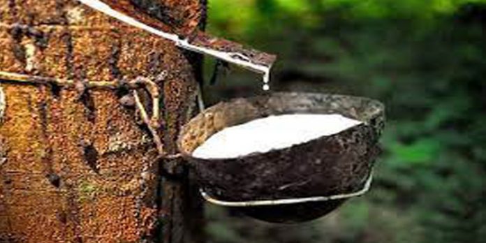 ടാപ്പിങ് പുനരാരംഭിച്ചതോടെ റബ്ബർവില കുത്തനെ ഇടിഞ്ഞു ടാപ്പിങ് പുനരാരംഭിച്ചതോടെ റബ്ബർവില കുത്തനെ ഇടിഞ്ഞു