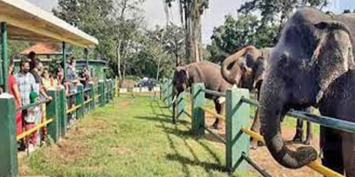 ഒമിക്രോൺ മുൻകരുതലുകൾ ; മുതുമലയിൽ വിനോദസഞ്ചാരികളുടെ വരവ് കുറഞ്ഞു ഒമിക്രോൺ മുൻകരുതലുകൾ ; മുതുമലയിൽ വിനോദസഞ്ചാരികളുടെ വരവ് കുറഞ്ഞു