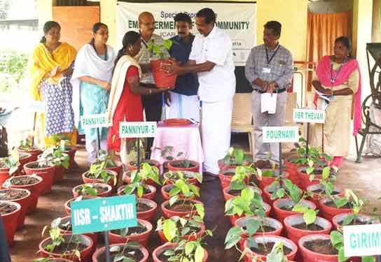കുറ്റിക്കുരുമുളക് മാതൃസസ്യങ്ങള് കുടുംബശ്രീ അംഗങ്ങള്ക്ക് നല്കി കുറ്റിക്കുരുമുളക് മാതൃസസ്യങ്ങള് കുടുംബശ്രീ അംഗങ്ങള്ക്ക് നല്കി