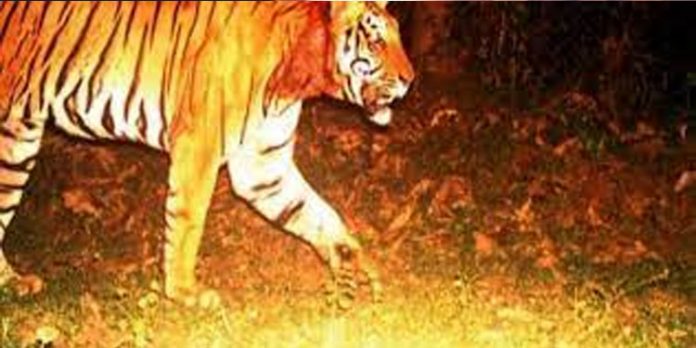 കുറുക്കൻമൂലയിലെ കടുവയ്ക്കായി ഇന്നും തെരച്ചിൽ നടത്തും കുറുക്കൻമൂലയിലെ കടുവയ്ക്കായി ഇന്നും തെരച്ചിൽ നടത്തും