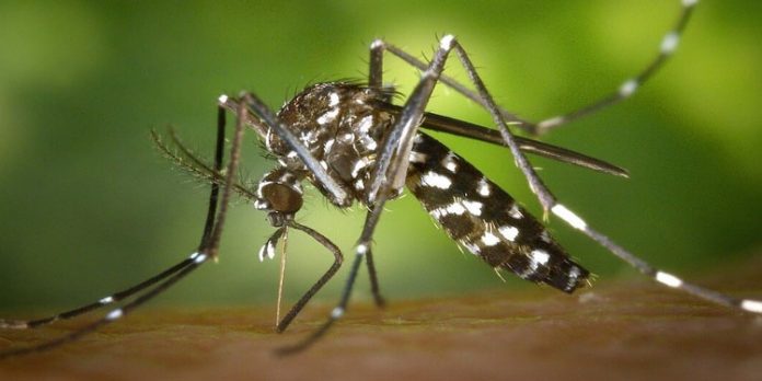 ഡെങ്കി : ജാഗ്രത മുന്നറിയിപ്പുമായി കണ്ണൂർ കോർപറേഷൻ ഡെങ്കി : ജാഗ്രത മുന്നറിയിപ്പുമായി കണ്ണൂർ കോർപറേഷൻ