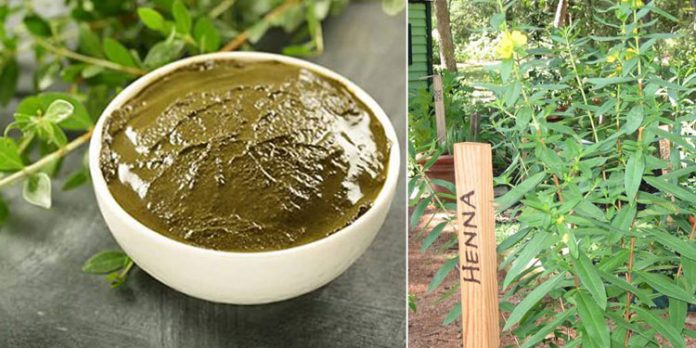 മൈലാഞ്ചിക്കൃഷി ലാഭകരവും അതിലേറെ എളുപ്പവും മൈലാഞ്ചിക്കൃഷി ലാഭകരവും അതിലേറെ എളുപ്പവും