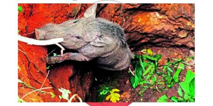 കിണറ്റിലകപ്പെട്ട വലിയ കാട്ടുപന്നിയെ വനപാലകരുടെ നേതൃത്വത്തില് വെടിവച്ച് കൊന്നു കിണറ്റിലകപ്പെട്ട വലിയ കാട്ടുപന്നിയെ വനപാലകരുടെ നേതൃത്വത്തില് വെടിവച്ച് കൊന്നു