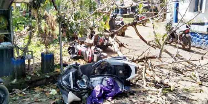 മരം കടപുഴകി വീണ് കുടുംബാരോഗ്യ കേന്ദ്രത്തില് പാര്ക്ക് ചെയ്തിരുന്ന വാഹനങ്ങള് തകര്ന്നു മരം കടപുഴകി വീണ് കുടുംബാരോഗ്യ കേന്ദ്രത്തില് പാര്ക്ക് ചെയ്തിരുന്ന വാഹനങ്ങള് തകര്ന്നു