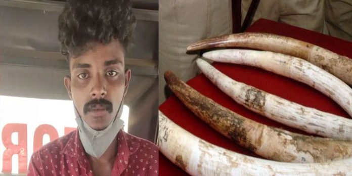 പിടിയാനയുടെ കൊമ്പുകളും പല്ലും വില്ക്കാന് ശ്രമിച്ച രണ്ട് പേരെ വനംവകുപ്പ് അറസ്റ്റ് ചെയ്തു പിടിയാനയുടെ കൊമ്പുകളും പല്ലും വില്ക്കാന് ശ്രമിച്ച രണ്ട് പേരെ വനംവകുപ്പ് അറസ്റ്റ് ചെയ്തു