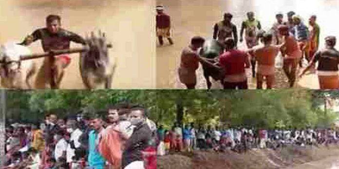 കോവിഡ് നിയന്ത്രണം ലംഘിച്ച് വീണ്ടും സിപിഎം ; തിരുവാതിര വിവാദത്തിന്റെ ചൂടാറും മുന്പ് കന്നുപൂട്ട് മത്സരവും കോവിഡ് നിയന്ത്രണം ലംഘിച്ച് വീണ്ടും സിപിഎം ; തിരുവാതിര വിവാദത്തിന്റെ ചൂടാറും മുന്പ് കന്നുപൂട്ട് മത്സരവും