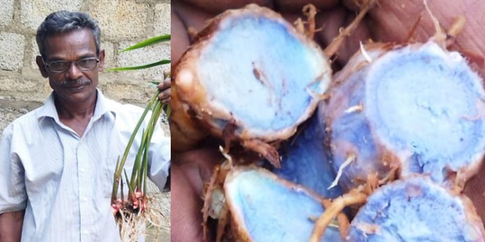 അപൂര്വ്വ ഇനമായ മഞ്ഞളും ഇഞ്ചിയുമായി കോന്നിയിലെ കര്ഷകന് അപൂര്വ്വ ഇനമായ മഞ്ഞളും ഇഞ്ചിയുമായി കോന്നിയിലെ കര്ഷകന്