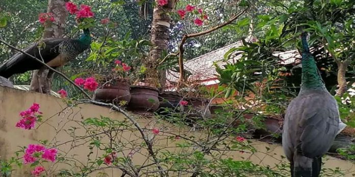 കാട് താണ്ടിയെത്തിയ മയിലുകള് നാട്ടുകാര്ക്ക് കൗതുക കാഴ്ചയായി കാട് താണ്ടിയെത്തിയ മയിലുകള് നാട്ടുകാര്ക്ക് കൗതുക കാഴ്ചയായി