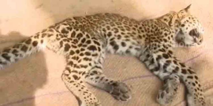 കല്ലടിക്കോട് പുലിക്കുട്ടി ചത്തത് ഭക്ഷണം ലഭിക്കാതെയെന്ന് വനം വകുപ്പ് കല്ലടിക്കോട് പുലിക്കുട്ടി ചത്തത് ഭക്ഷണം ലഭിക്കാതെയെന്ന് വനം വകുപ്പ്