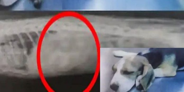 മാസ്ക് വിഴുങ്ങിയ പട്ടിക്ക് വിജയകരമായി ശസ്ത്രക്രിയ നടത്തി മാസ്ക് വിഴുങ്ങിയ പട്ടിക്ക് വിജയകരമായി ശസ്ത്രക്രിയ നടത്തി