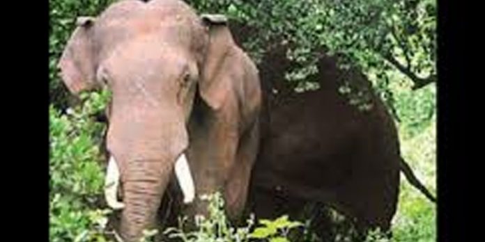 ആറളം ഫാമില് കാട്ടാനയുടെ ചവിട്ടേറ്റ് കള്ള് ചെത്ത് തൊഴിലാളി മരിച്ചു ആറളം ഫാമില് കാട്ടാനയുടെ ചവിട്ടേറ്റ് കള്ള് ചെത്ത് തൊഴിലാളി മരിച്ചു