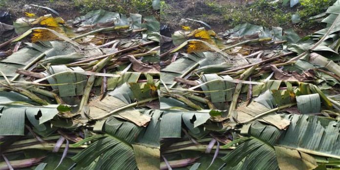 കാട്ടാന കൃഷി നശിപ്പിച്ചു കാട്ടാന കൃഷി നശിപ്പിച്ചു