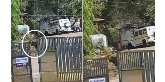 താമരശ്ശേരി സംസ്ഥാന പാതയിൽ പട്ടാപ്പകൽ കാട്ടുപന്നി ; കാല്നട യാത്രക്കാര്ക്കും വാഹനങ്ങള്ക്കും ഭീഷണി താമരശ്ശേരി സംസ്ഥാന പാതയിൽ പട്ടാപ്പകൽ കാട്ടുപന്നി ; കാല്നട യാത്രക്കാര്ക്കും വാഹനങ്ങള്ക്കും ഭീഷണി