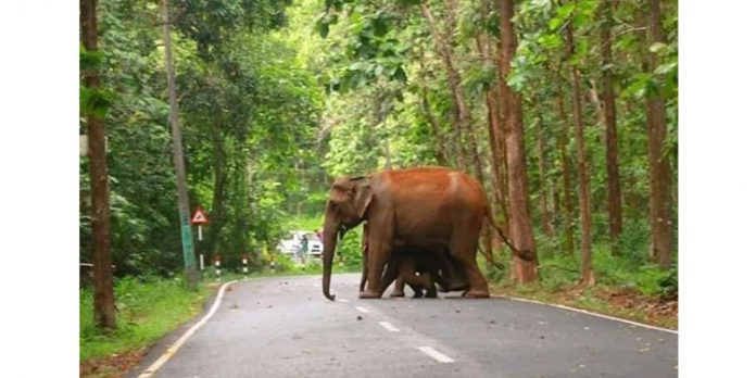 വേനൽ കടുത്തതോടെ കാടിറങ്ങി വന്യമൃഗങ്ങൾ വേനൽ കടുത്തതോടെ കാടിറങ്ങി വന്യമൃഗങ്ങൾ