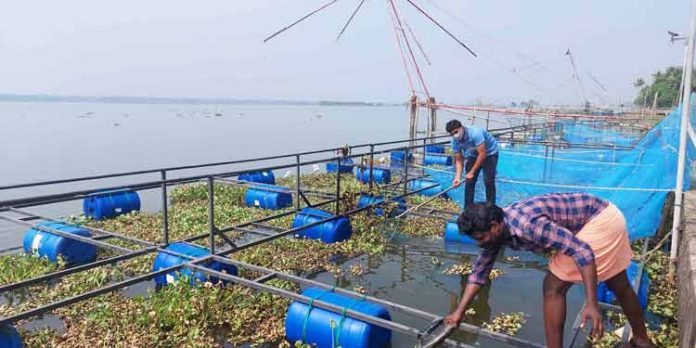 കൂട് മൽസ്യകൃഷിയ്ക്ക് പോളപ്പായൽ ഭീഷണി : ബോധവത്കരണവുമായി കെവികെ കൂട് മൽസ്യകൃഷിയ്ക്ക് പോളപ്പായൽ ഭീഷണി : ബോധവത്കരണവുമായി കെവികെ