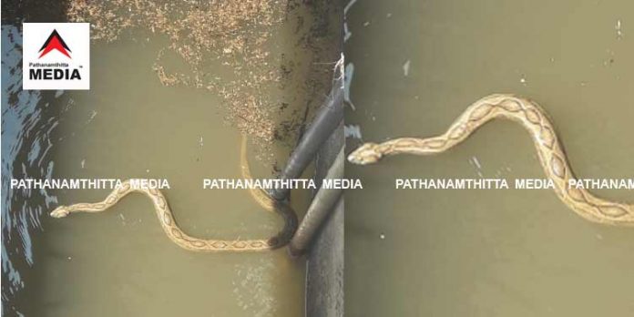 പെരുന്തേനരുവി ജപ്പാന് കുടിവെള്ള പദ്ധതിയുടെ പമ്പുഹൗസില് കൂറ്റന് അണലി പെരുന്തേനരുവി ജപ്പാന് കുടിവെള്ള പദ്ധതിയുടെ പമ്പുഹൗസില് കൂറ്റന് അണലി