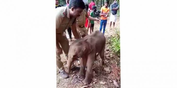 ചിമ്മിനി കാട്ടിൽ നിന്ന് ആനക്കുട്ടിയെ അവശനിലയിൽ കണ്ടെത്തി ചിമ്മിനി കാട്ടിൽ നിന്ന് ആനക്കുട്ടിയെ അവശനിലയിൽ കണ്ടെത്തി