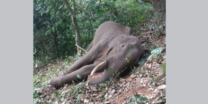 കുരുമ്പന്മൂഴി പനംകുടന്ത വനത്തില് കാട്ടാനയെ ചരിഞ്ഞ നിലയില് കണ്ടെത്തി കുരുമ്പന്മൂഴി പനംകുടന്ത വനത്തില് കാട്ടാനയെ ചരിഞ്ഞ നിലയില് കണ്ടെത്തി