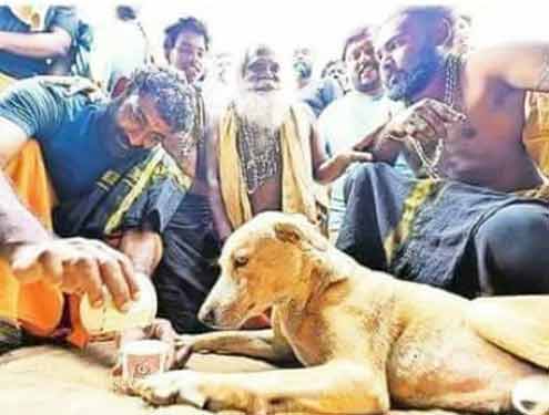 തീര്ത്ഥാടകര്ക്ക് വഴികാട്ടിയായി സന്നിധാനം വരെ നായ ; ഭൈരവന് എന്ന് പേരിട്ട് ഭക്തര് തീര്ത്ഥാടകര്ക്ക് വഴികാട്ടിയായി സന്നിധാനം വരെ നായ ; ഭൈരവന് എന്ന് പേരിട്ട് ഭക്തര്