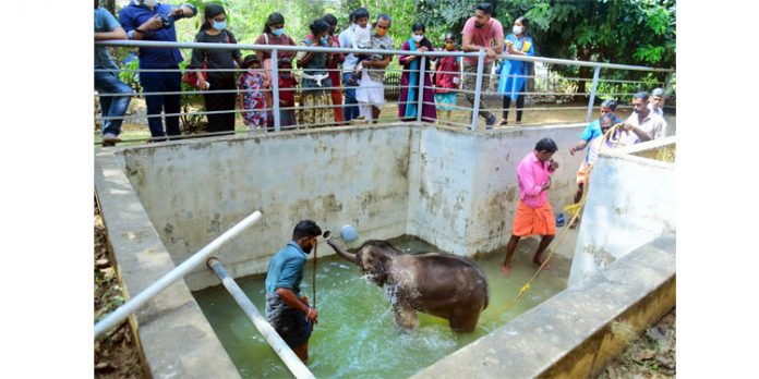 കോന്നിയിലെ കുട്ടികുറുമ്പന്റെ നീരാട്ട് കൗതുകമായി കോന്നിയിലെ കുട്ടികുറുമ്പന്റെ നീരാട്ട് കൗതുകമായി