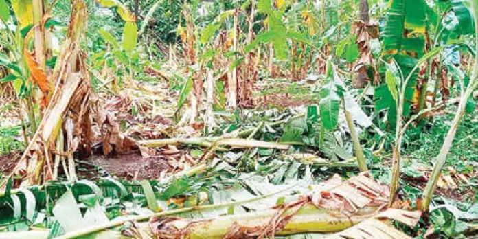 കുരുമ്പന്മൂഴിയില് കാട്ടാന കൃഷി നശിപ്പിച്ചു കുരുമ്പന്മൂഴിയില് കാട്ടാന കൃഷി നശിപ്പിച്ചു