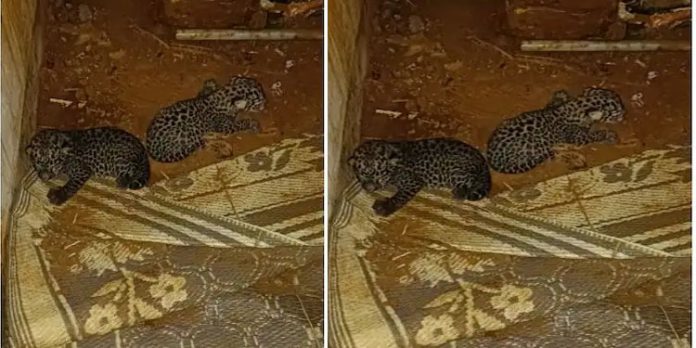 വനംവകുപ്പിന്റെ ശ്രമം ഫലം കണ്ടില്ല ; രണ്ട് പുലിക്കുഞ്ഞുങ്ങളിലൊന്നിനെ പുലി കൊണ്ടുപോയി വനംവകുപ്പിന്റെ ശ്രമം ഫലം കണ്ടില്ല ; രണ്ട് പുലിക്കുഞ്ഞുങ്ങളിലൊന്നിനെ പുലി കൊണ്ടുപോയി