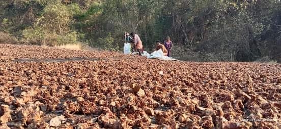 മലയോര മേഖലയിൽ ഇത് കോലിഞ്ചിയുടെ വിളവെടുപ്പ് കാലം മലയോര മേഖലയിൽ ഇത് കോലിഞ്ചിയുടെ വിളവെടുപ്പ് കാലം