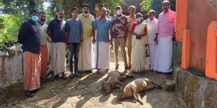കൃഷിയിടത്തിൽ ഇറങ്ങിയ കാട്ടുപന്നികളെ വെടിവച്ചു കൊന്നു കൃഷിയിടത്തിൽ ഇറങ്ങിയ കാട്ടുപന്നികളെ വെടിവച്ചു കൊന്നു