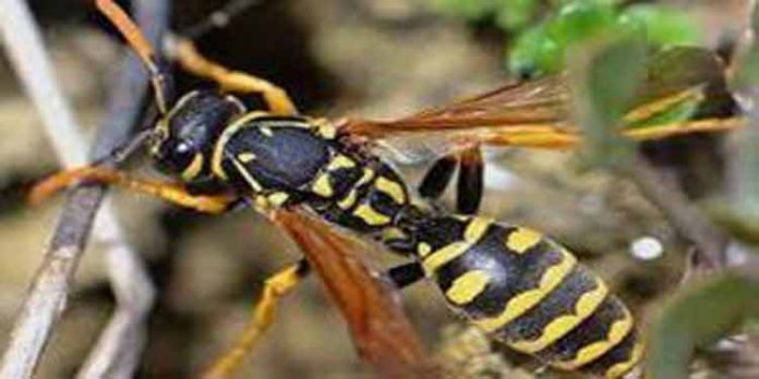 കുറ്റിപ്പുറത്ത് കടന്നൽ കുത്തേറ്റ് ഒരാൾ മരിച്ചു കുറ്റിപ്പുറത്ത് കടന്നൽ കുത്തേറ്റ് ഒരാൾ മരിച്ചു
