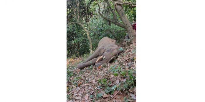 കാട്ടാന ചരിഞ്ഞത് തോട്ട കടിച്ചിട്ടെന്ന് പോസ്റ്റുമോർട്ടം റിപ്പോർട്ട് ; കേസ് കാട്ടാന ചരിഞ്ഞത് തോട്ട കടിച്ചിട്ടെന്ന് പോസ്റ്റുമോർട്ടം റിപ്പോർട്ട് ; കേസ്