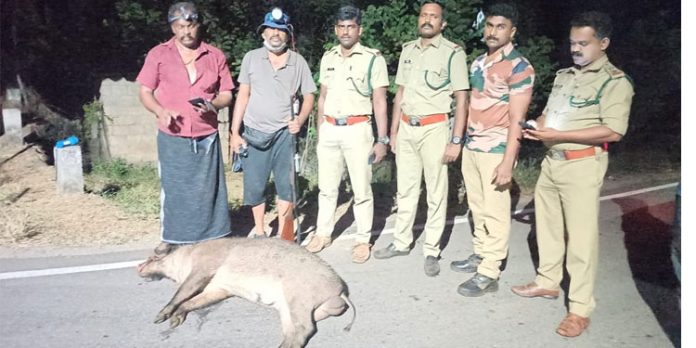 കാട്ടു പന്നിയെ വനം വകുപ്പ് വെടിവെച്ചു കൊന്നു കാട്ടു പന്നിയെ വനം വകുപ്പ് വെടിവെച്ചു കൊന്നു
