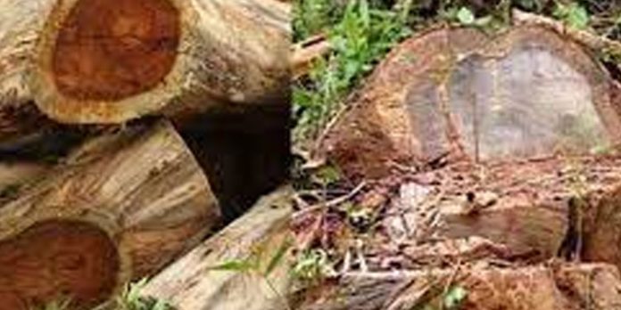 അനധികൃത സ്വത്ത് സമ്പാദനം ; മുട്ടില് മരം മുറി വിവാദത്തില് സസ്പെന്ഷനിലായ റേഞ്ച് ഓഫിസറുടെ വീട്ടില് വിജിലന്സ് പരിശോധന അനധികൃത സ്വത്ത് സമ്പാദനം ; മുട്ടില് മരം മുറി വിവാദത്തില് സസ്പെന്ഷനിലായ റേഞ്ച് ഓഫിസറുടെ വീട്ടില് വിജിലന്സ് പരിശോധന