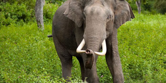 അടിമാലി കുറത്തികുടിയില് കാട്ടാന ആക്രമണത്തില് ആറ് പേര്ക്ക് പരിക്ക് അടിമാലി കുറത്തികുടിയില് കാട്ടാന ആക്രമണത്തില് ആറ് പേര്ക്ക് പരിക്ക്